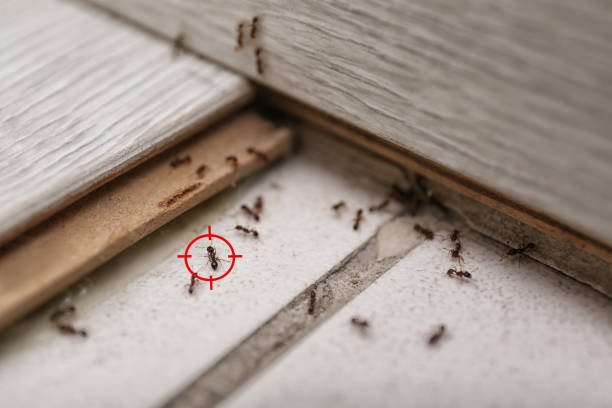 Insect Control in Bonner Springs, KS