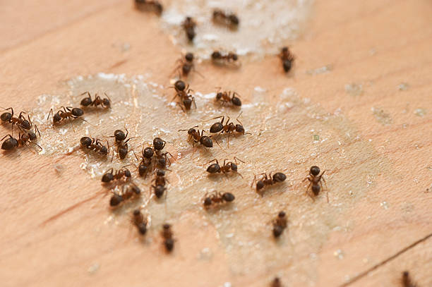 Best Affordable Pest Control Services  in Bonner Springs, KS